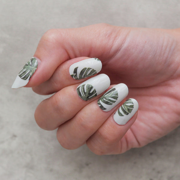 Monstera Revisited – Nodspark